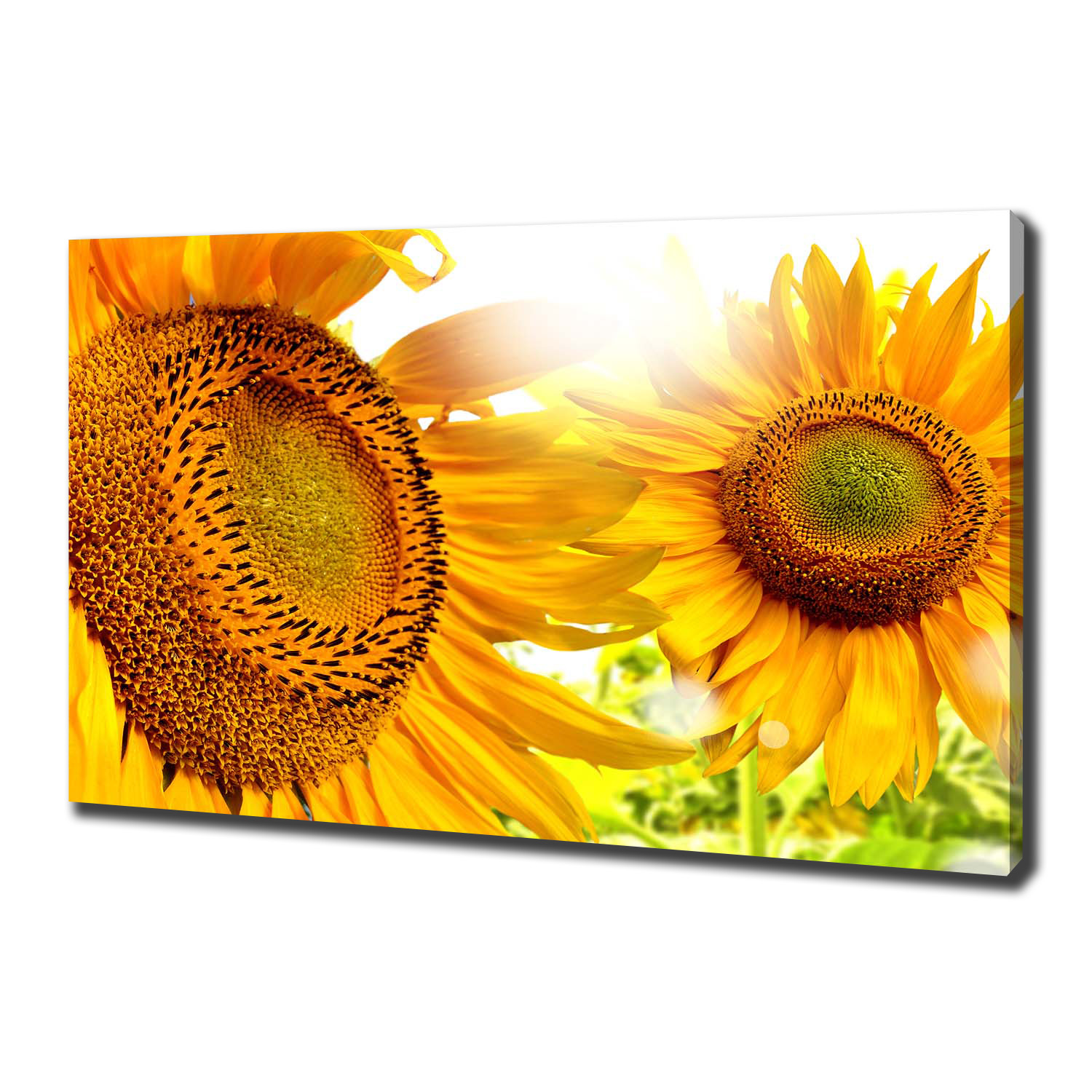 

Foto obraz canvas na ścianę Słoneczniki 100x70 cm