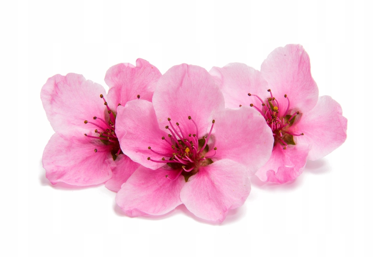 

Fototapeta Flizelinowa Kwiaty wiśni 152x104