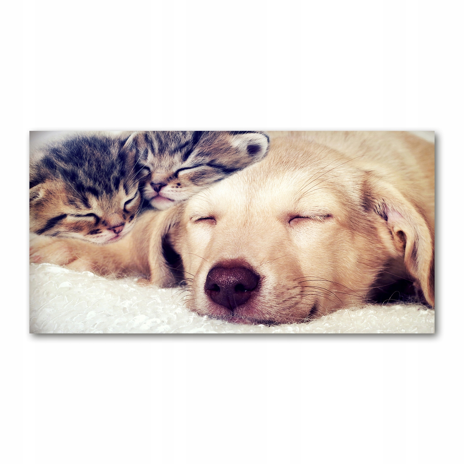 

Foto obraz szkło akryl Szczeniak i koty 120X60 cm