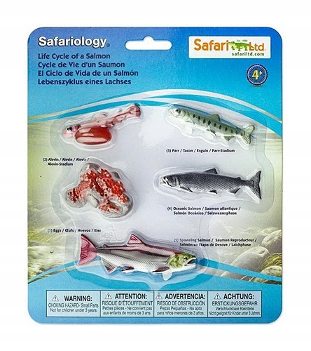 

Safari Ltd Cykl życia Łososia Montessori