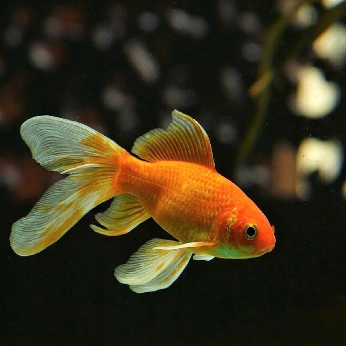 Коричневая Золотая рыбка