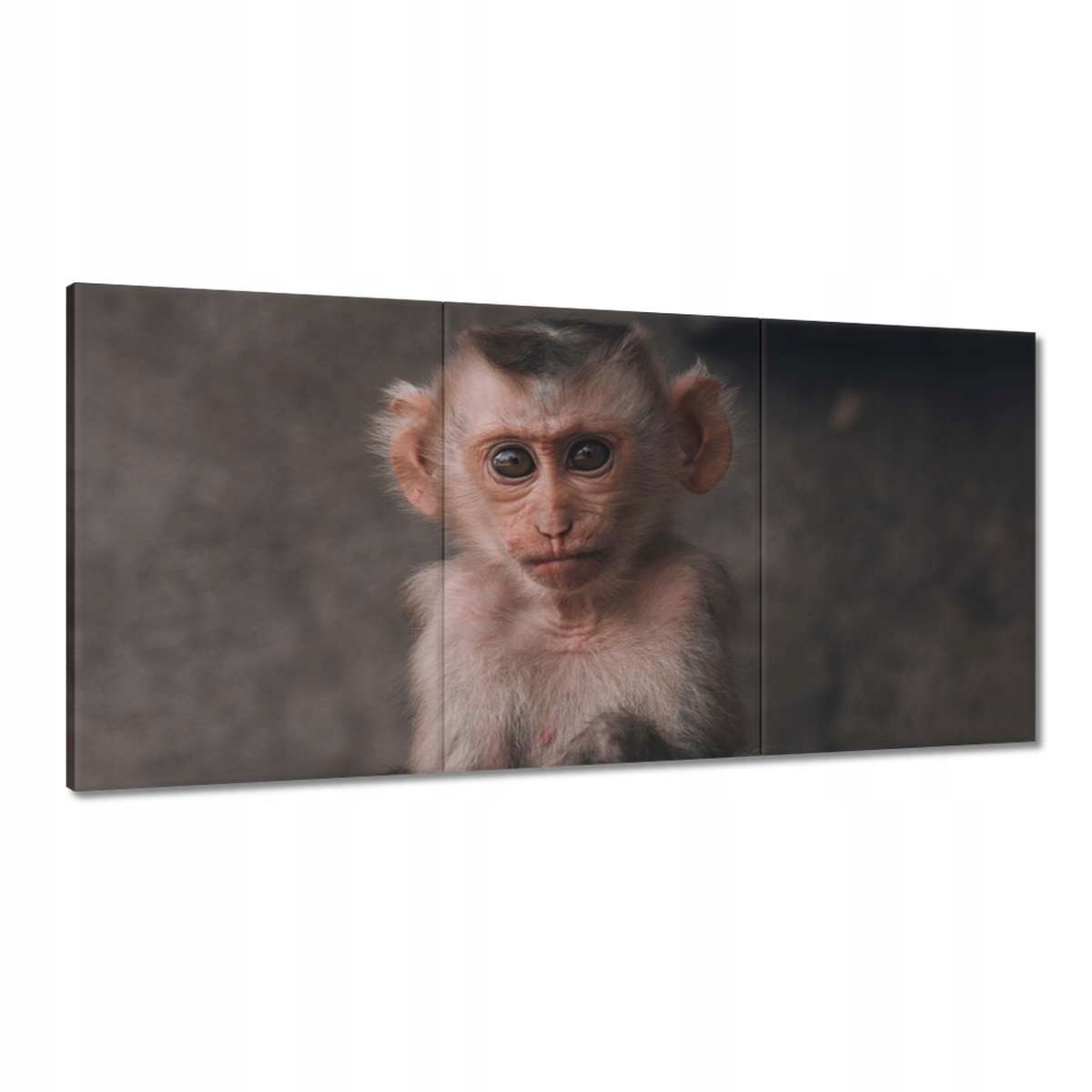 Obrazy 120x60 Zvířata Zvířátka