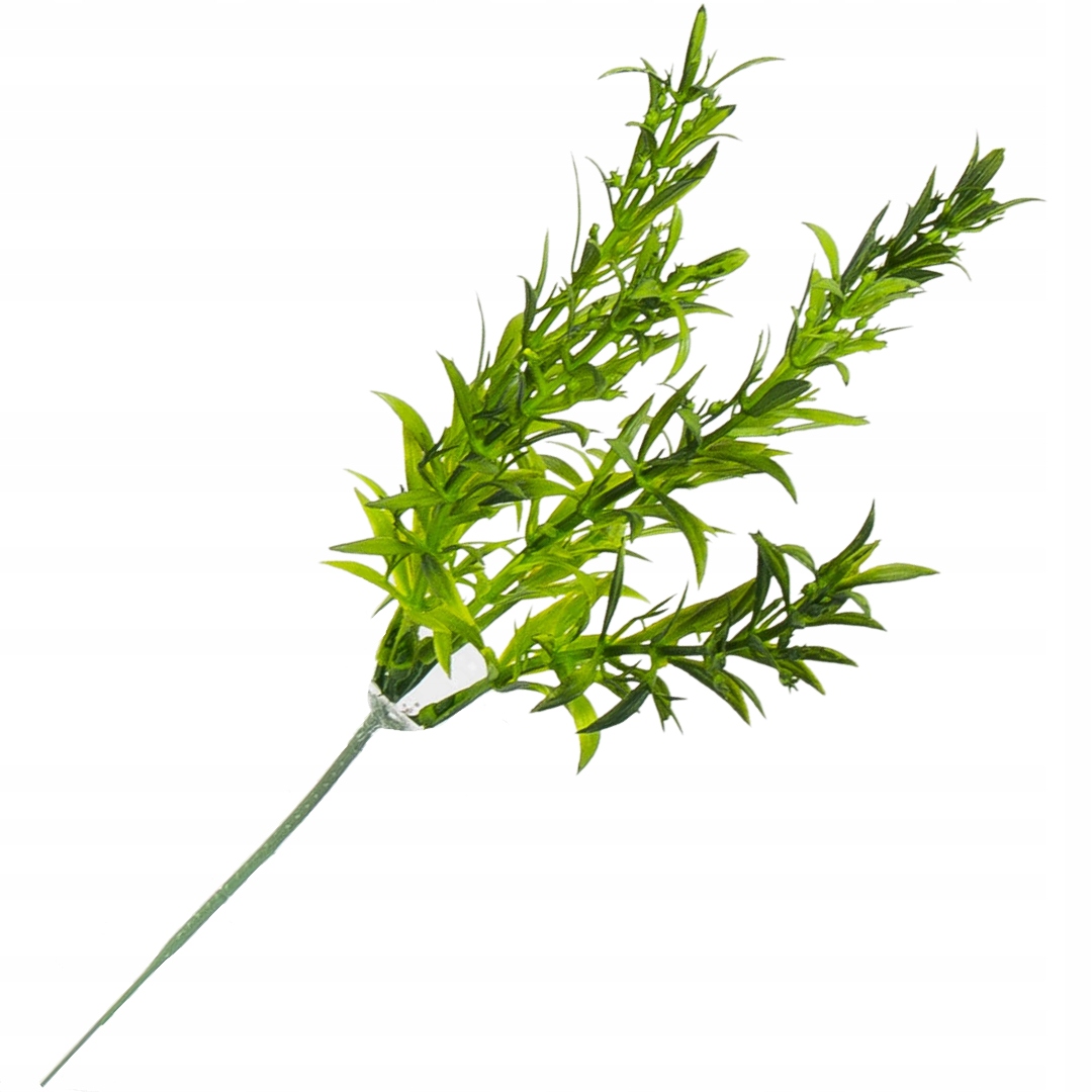 

680483 Gałązka asparagus gruby ciemnozielony 28cm
