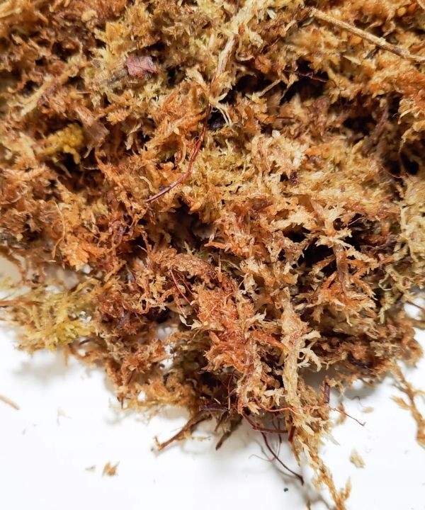 

Sphagnum – do ukorzeniania sadzonek