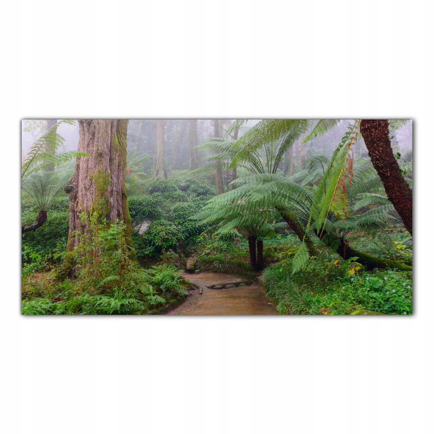 Tropický deštný prales 120x60 Panel tvrzené sklo