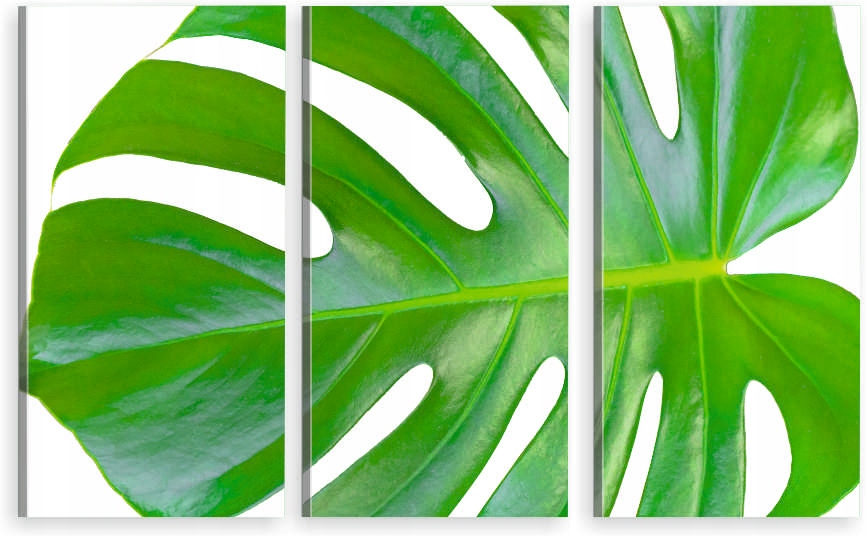 

Tryptyk Obraz Na Ścianę liść monstery monstera