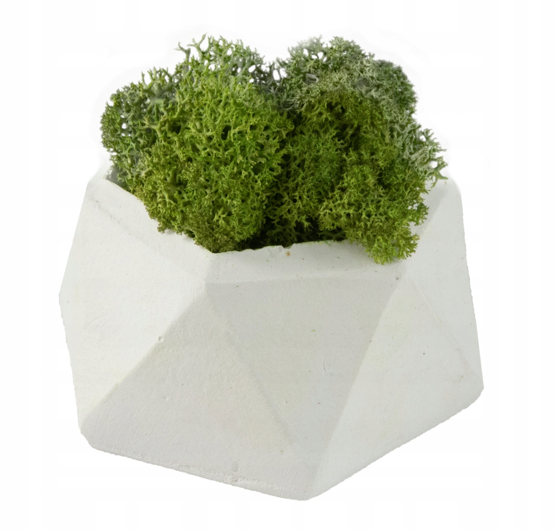 

Betonowa Doniczka z Mech Chrobotek Zestaw Szary