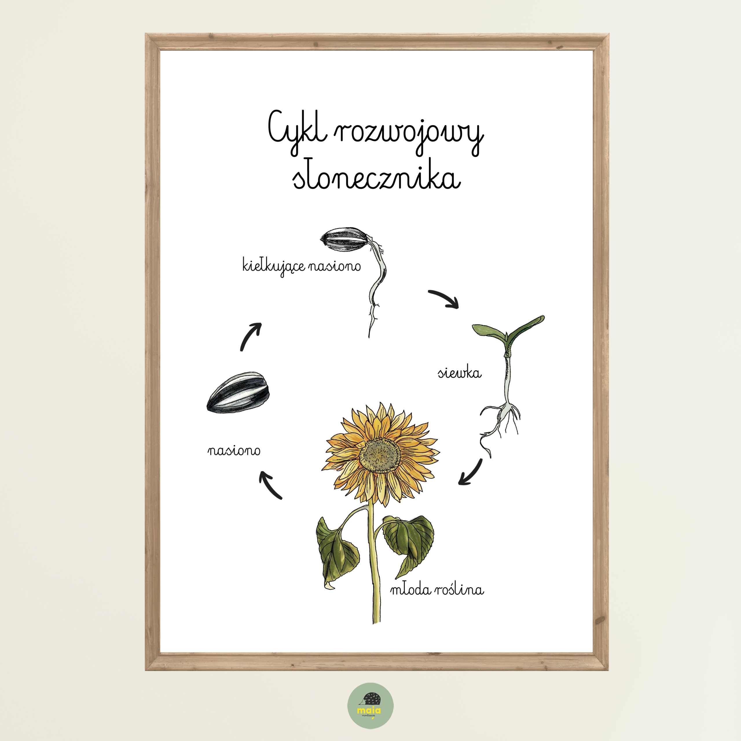 Plakat Edukacyjny Słonecznik cykl rozwojowy A4 Montessori dla dzieci