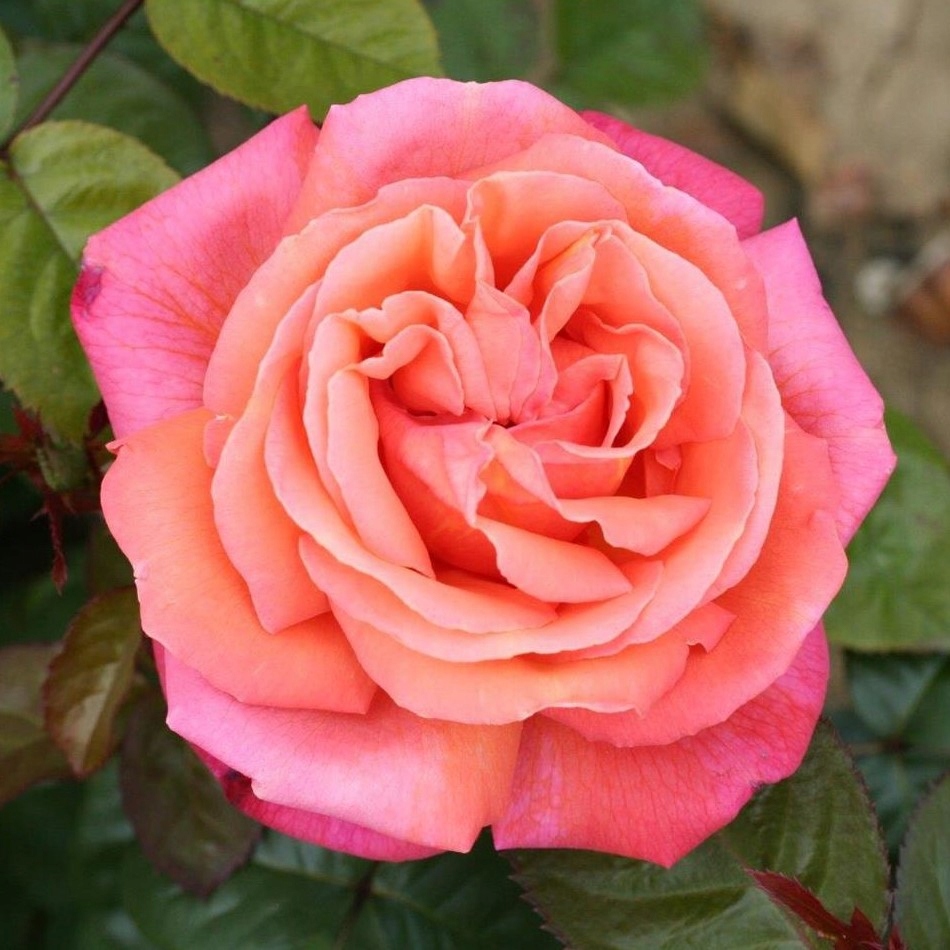 Роза крупноцветковая тройка