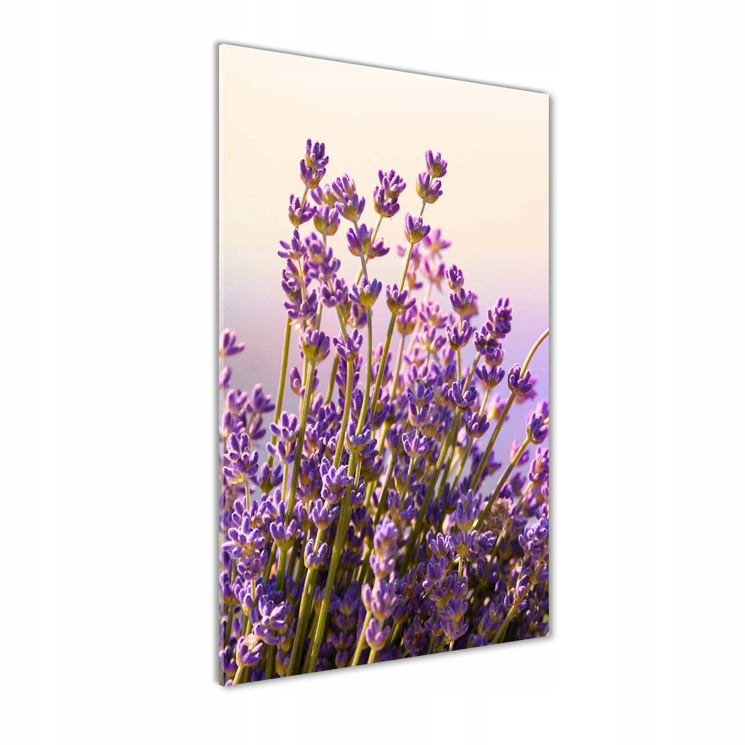 

Foto obraz akrylowy na ścianę Lawenda 70x140 cm