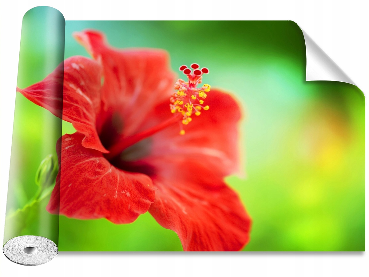 

Tapeta Samoprzylepna Hibiskus Czerwony 104x70