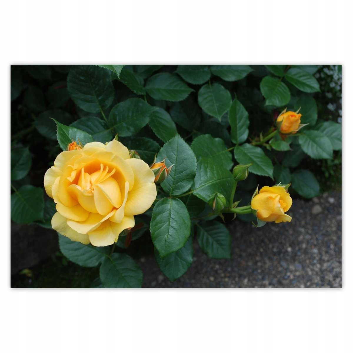 Plakáty 200x135 Žlutá růže