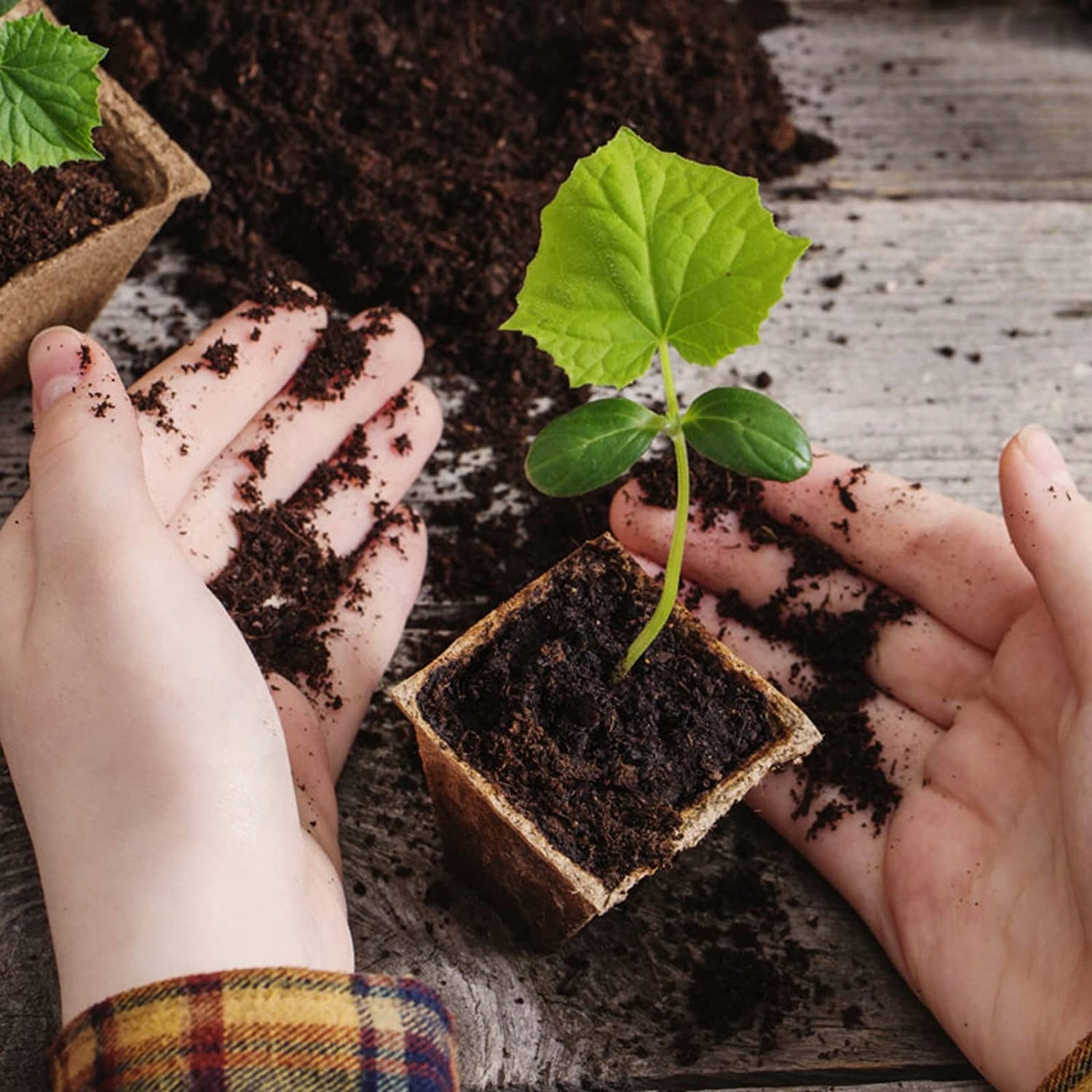 ZESTAW BIODEGRADOWALNYCH DONICZEK DO UPRAWY NASION SADZONEK ZIÓŁ ROŚLIN Marka inna