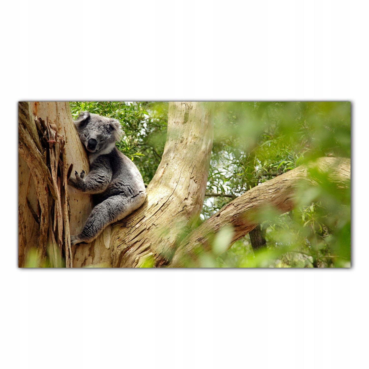 Medvídek Koala Medvěd 100x50 Panely tvrzené sklo