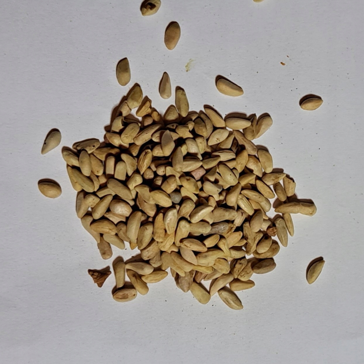 Levně Granátové jablko Semena 1 kg Rafex