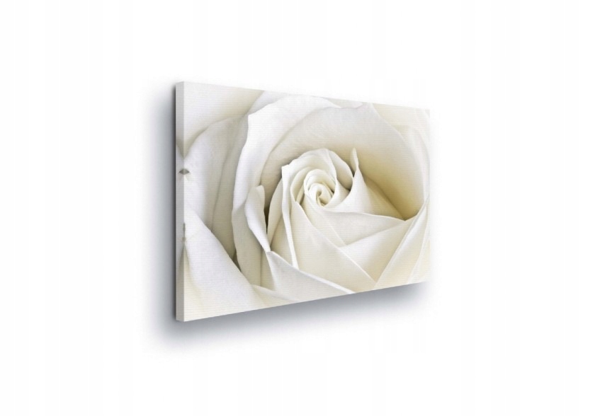 Obraz 100x75 Bílá růže květina jemnost čistota elegance makro klid