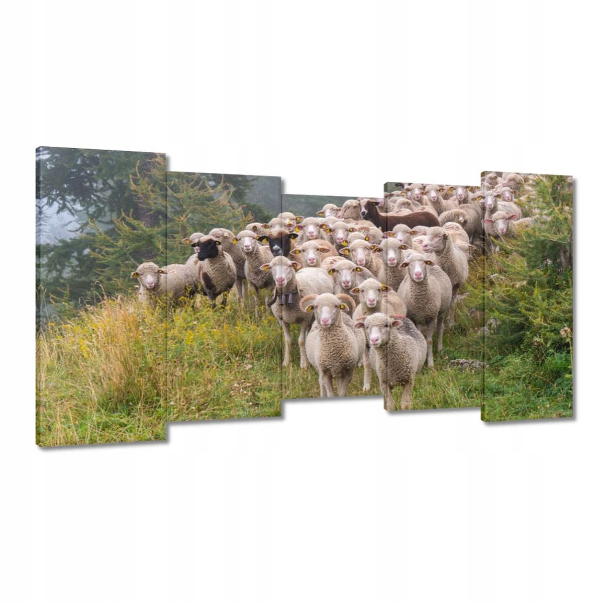 Obrazy 150x80 Vypasování ovcí Ovečky Ovce