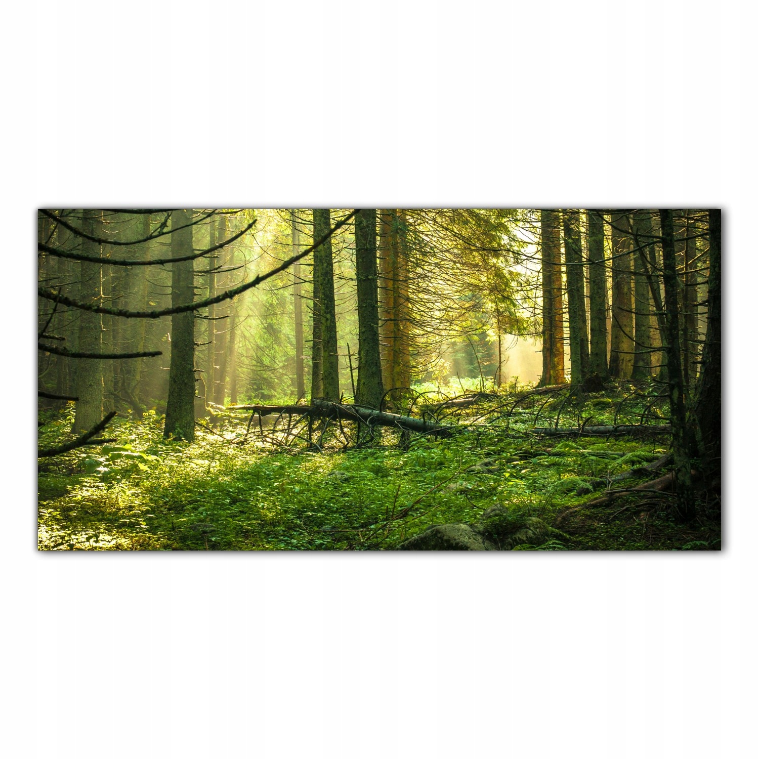 Las Drzewa Natura 120x60 Panel ścienny do kuchni