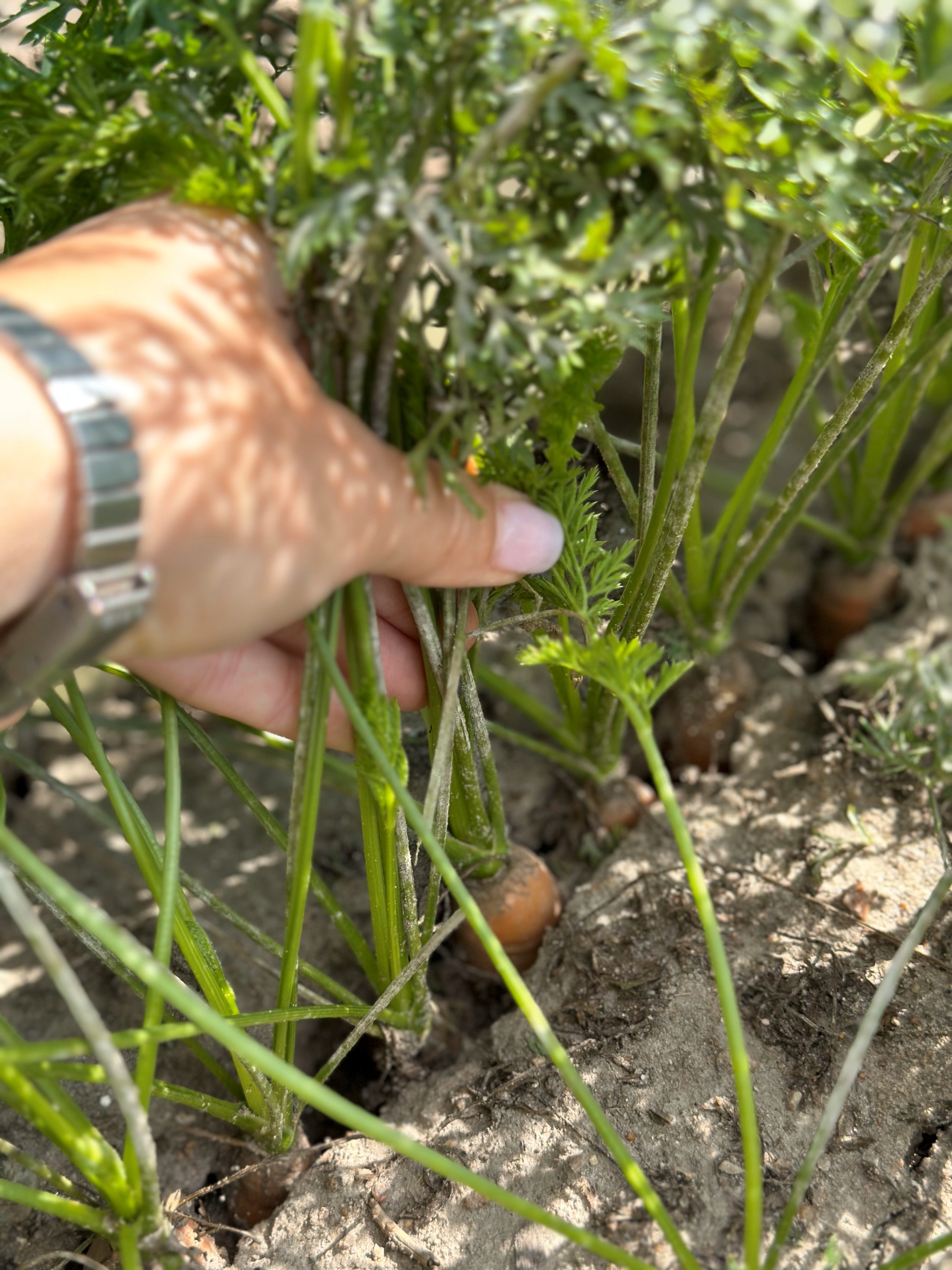 Sok jabłko marchewka tłoczony naturalny 100% 5L z marchwi i jabłek, zdrowy EAN (GTIN) 5905669503068