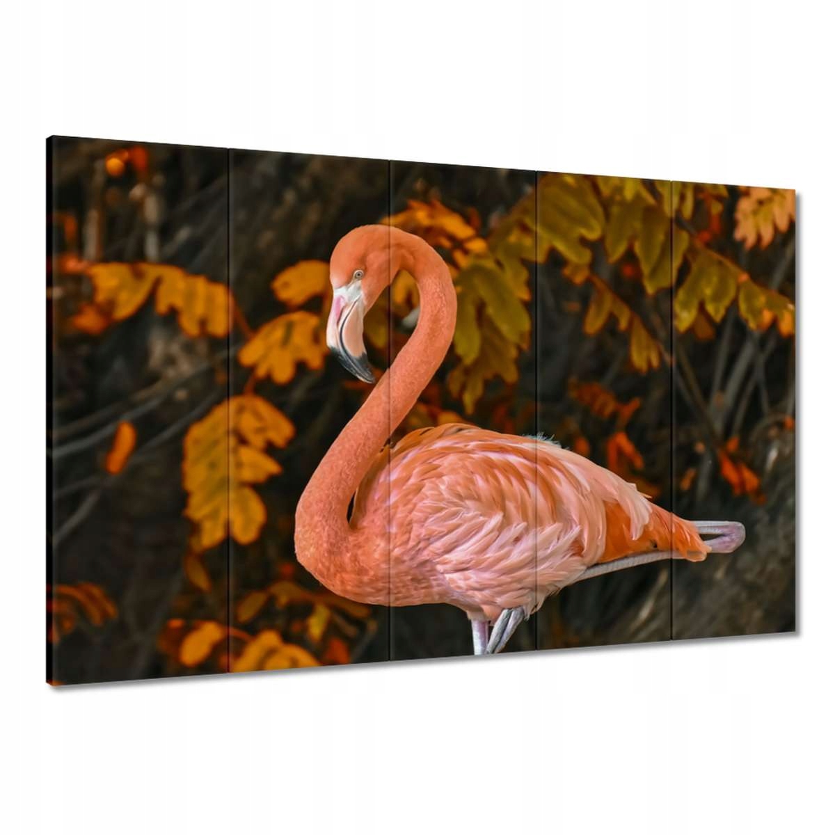 Obrazy 100x70 Pelikán v přírodě