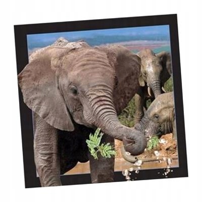 POCZTÓWKA 3D SŁOŃ