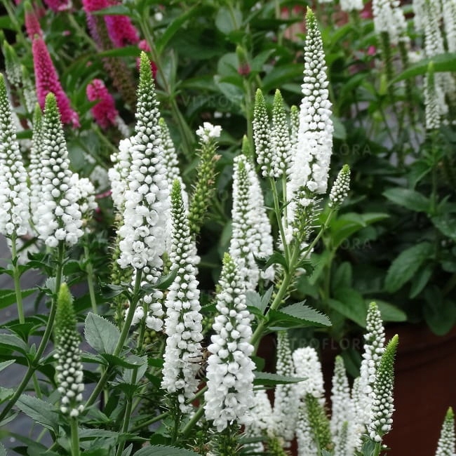 Przetacznik First Lady Veronica longifolia białe kwity roślina do ogrodu