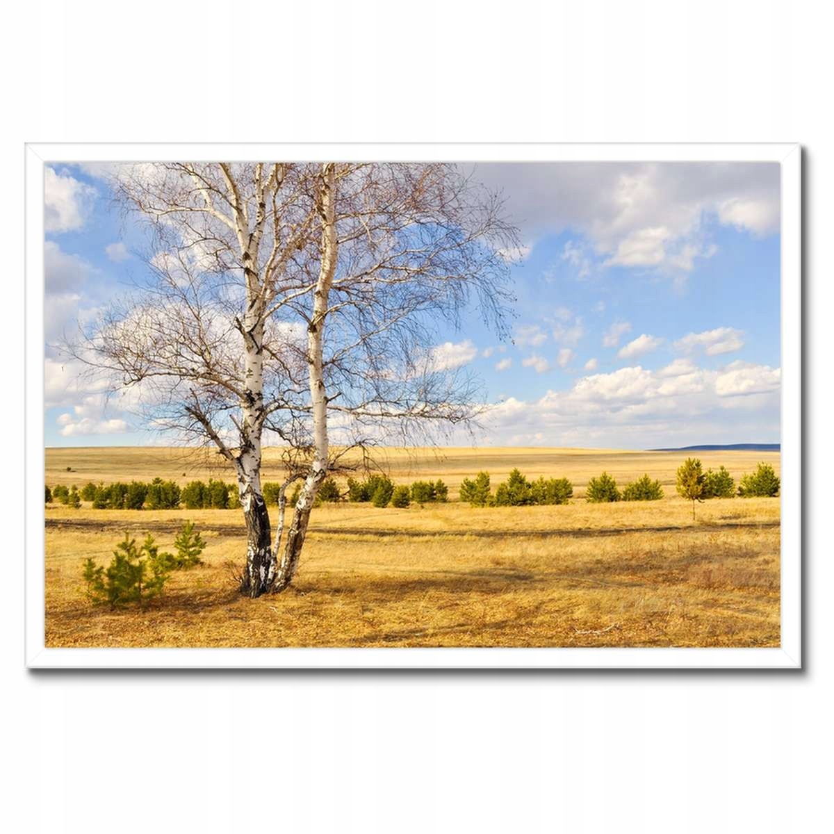 Plakáty v rámu 60x40 Bříza na poli Krajina