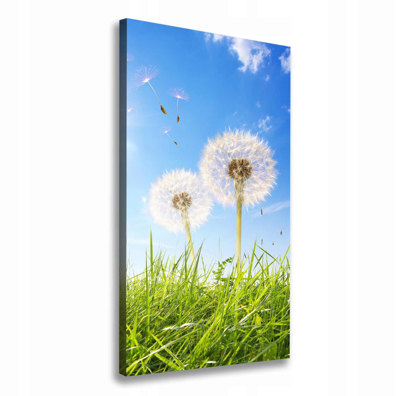 

Foto obraz na płótnie Dmuchawce na łące 50x100 cm