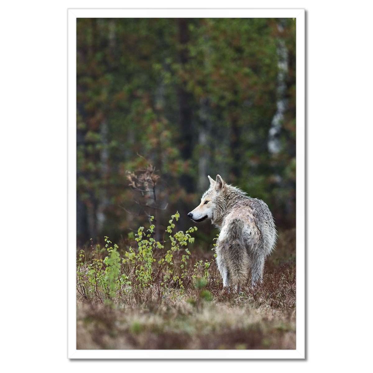 Plakáty v rámu 40x60 Vlk vlci Wolf