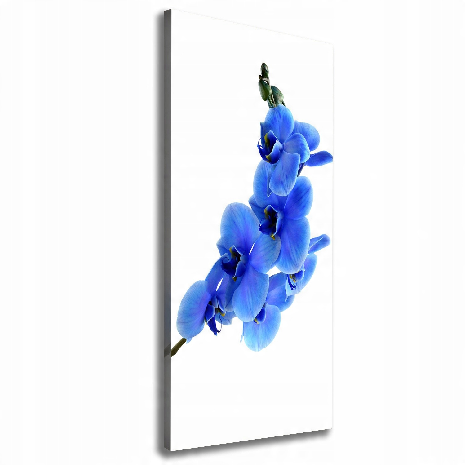 

Foto obraz na płótnie Niebieska orchidea 50x125 cm