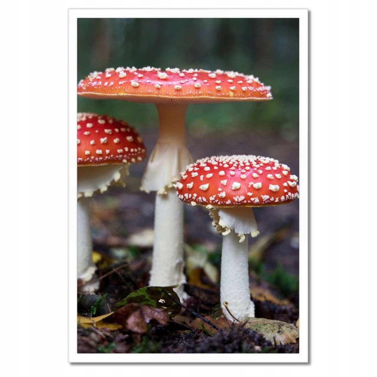 Plakáty v rámu 40x60 Makrofotografie MacroFoto