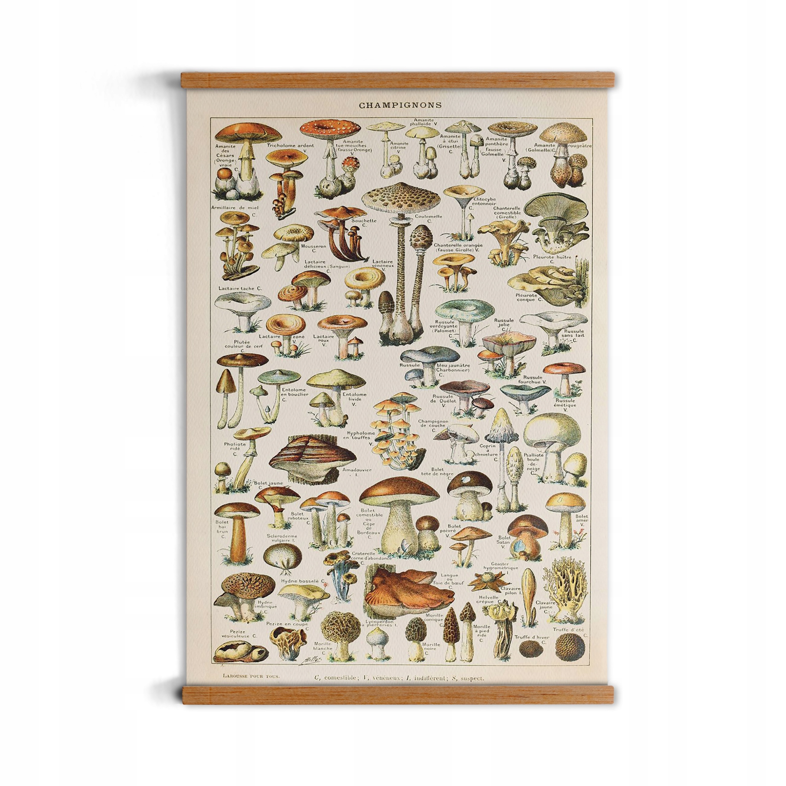 

grafika z ramką Gatunki grzybów dębowe drewno A1