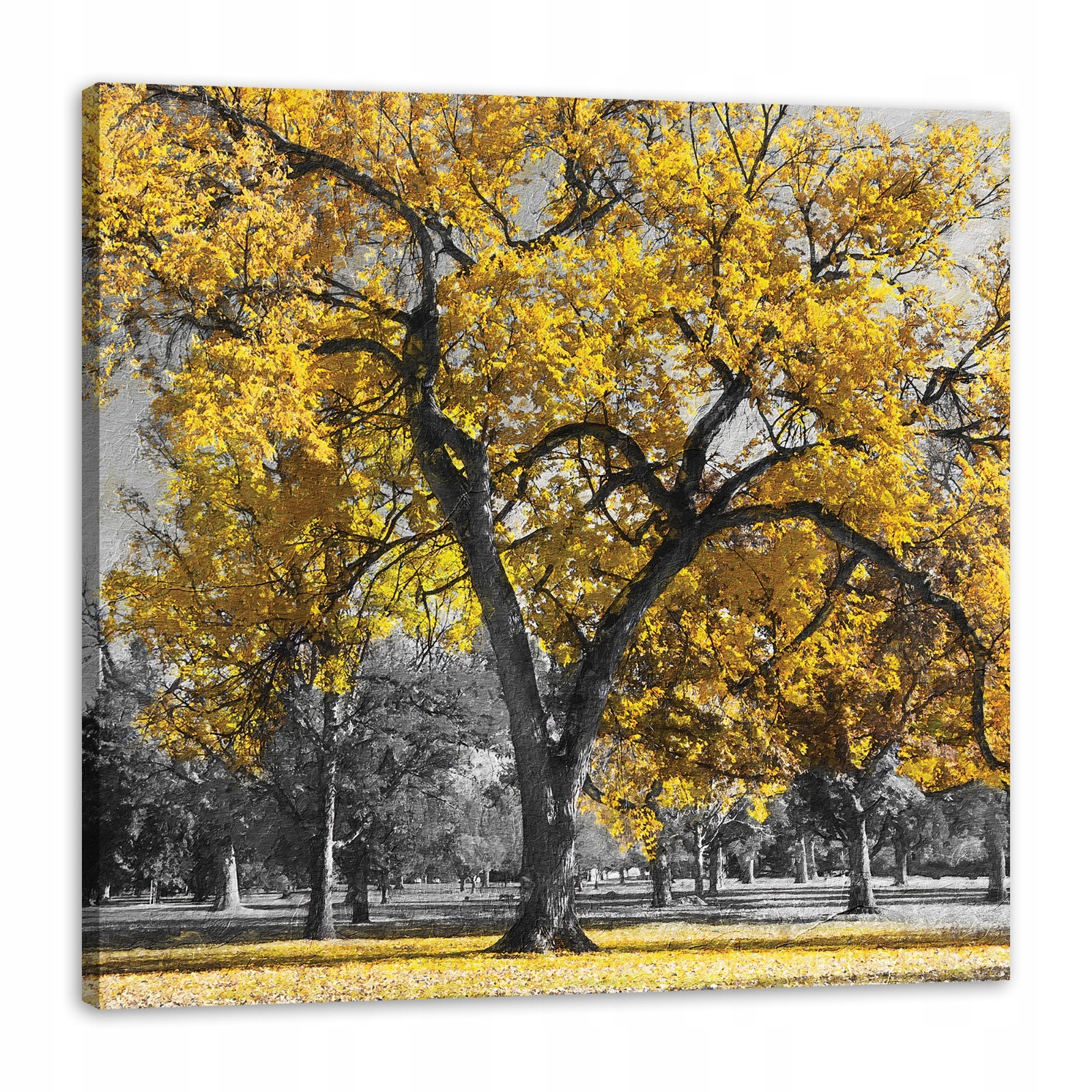 Obraz na plátně Černé Stromy Žluté Listy 80x80 cm Ideální jako dárek