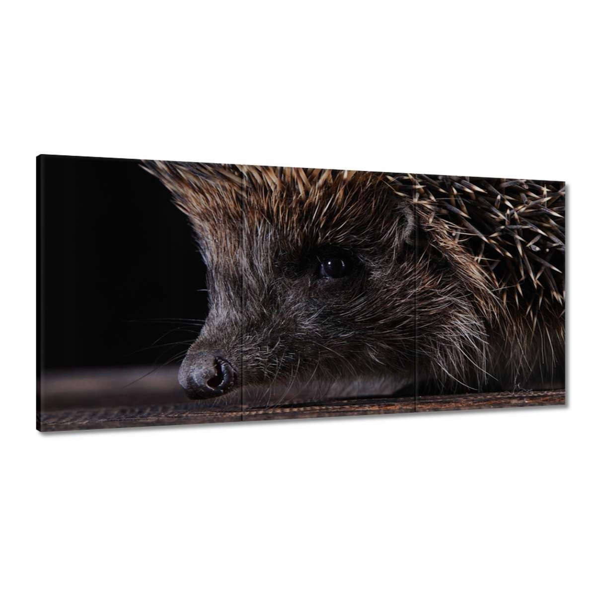Obrazy 180x90 Portrét malého ježka