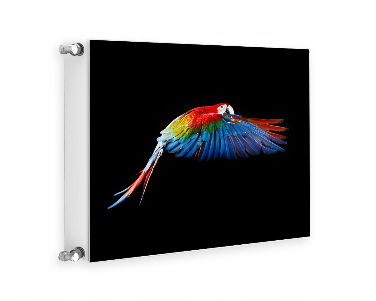 MAGNETYCZNA OSŁONA NA KALORYFER 60x60 PAPUGA FOTOTAPETA
