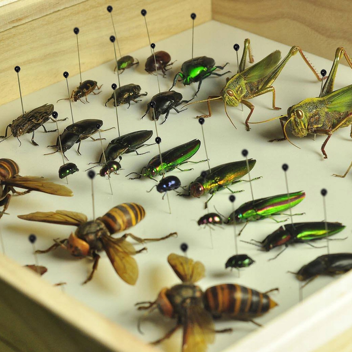 Przypinanie Owadów Sprzęt Entomologiczny Okazy Rodzaj mały fizyk