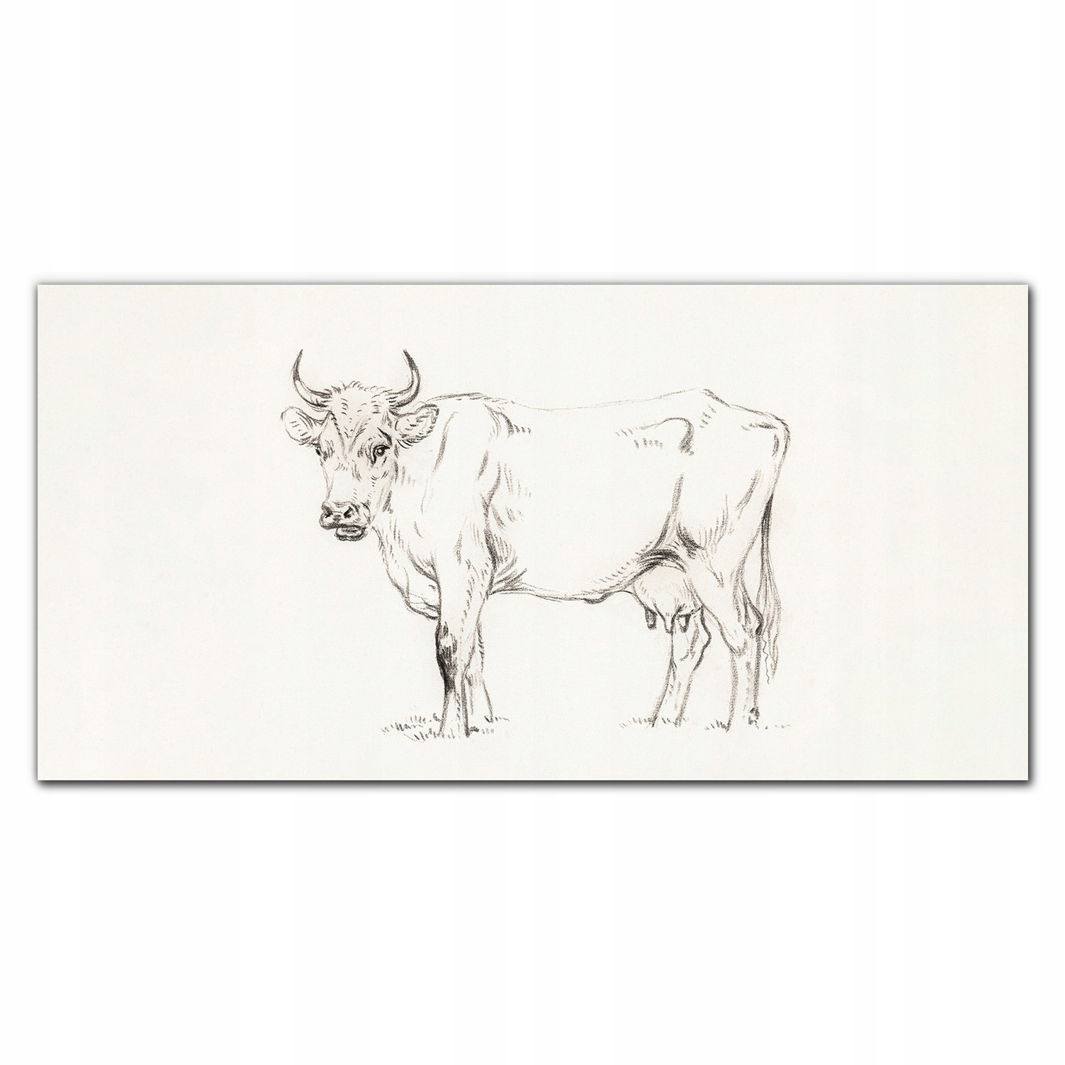 Fotoobraz na ráme plátno Zviera krava 140x70 cm