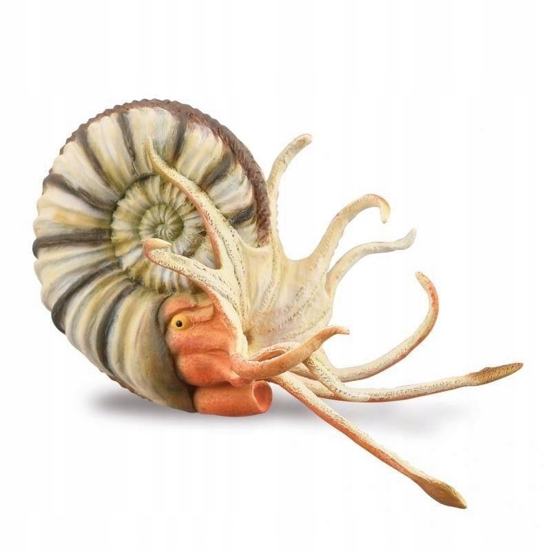 

Amonit, Collecta