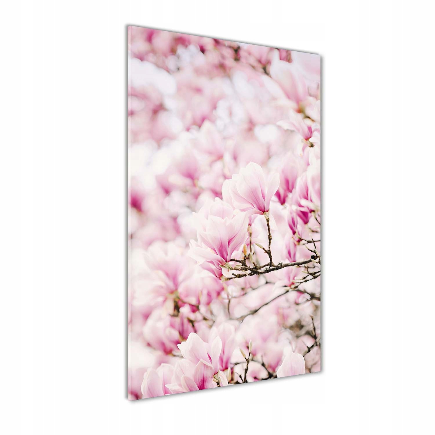 

Foto obraz szkło akrylowe Kwiaty magnolii 60x120cm