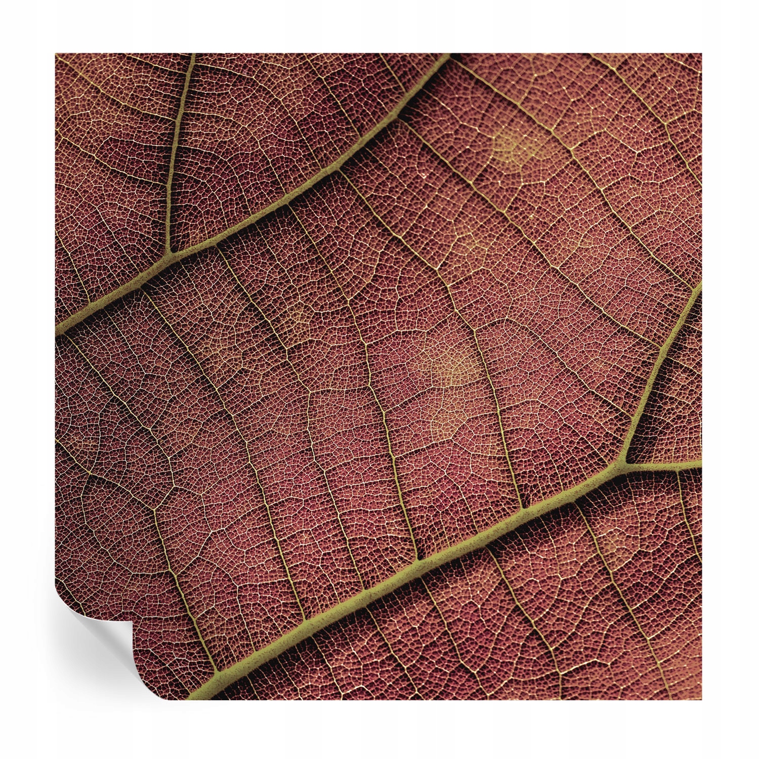 Umývateľná samolepiaca fototapeta do jedálne s listovou textúrou 250 x 250 cm