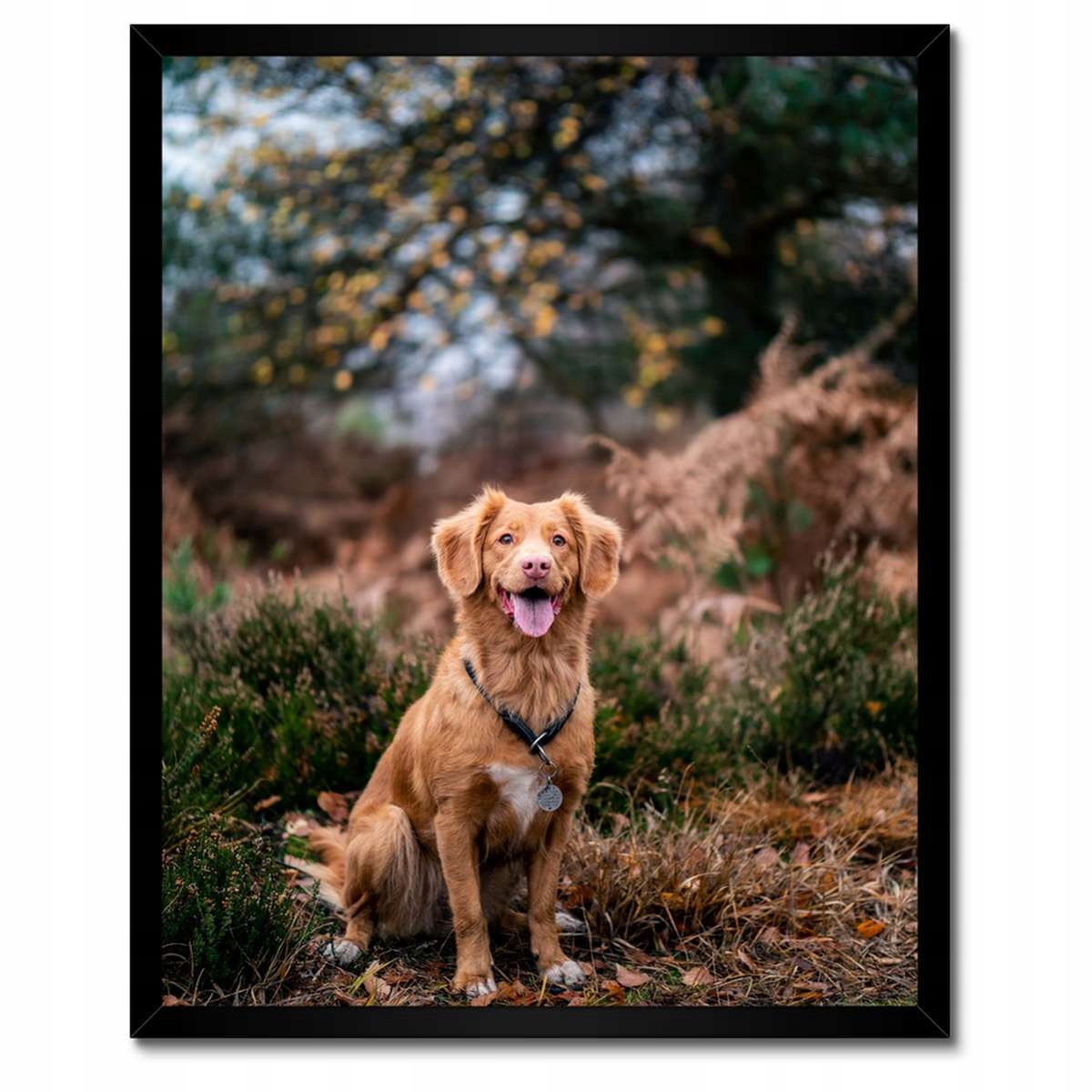 Plakáty v rámu 40x50 Pejsek Pejsci