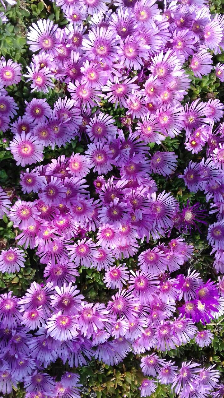 Подсолнечник лаванда рассада