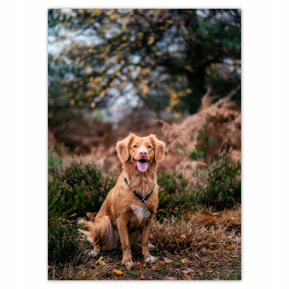 

Naklejki 50x70 Pies Piesek Psiaki