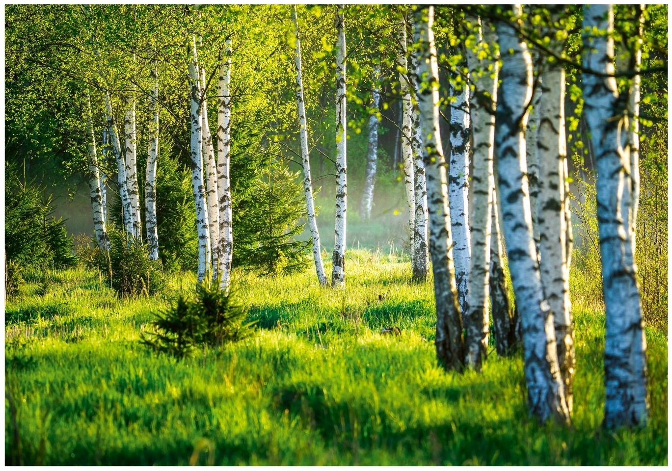 Fototapeta Sluneční Les Břízy Stromy Příroda Zelená Louka Polana 300x210
