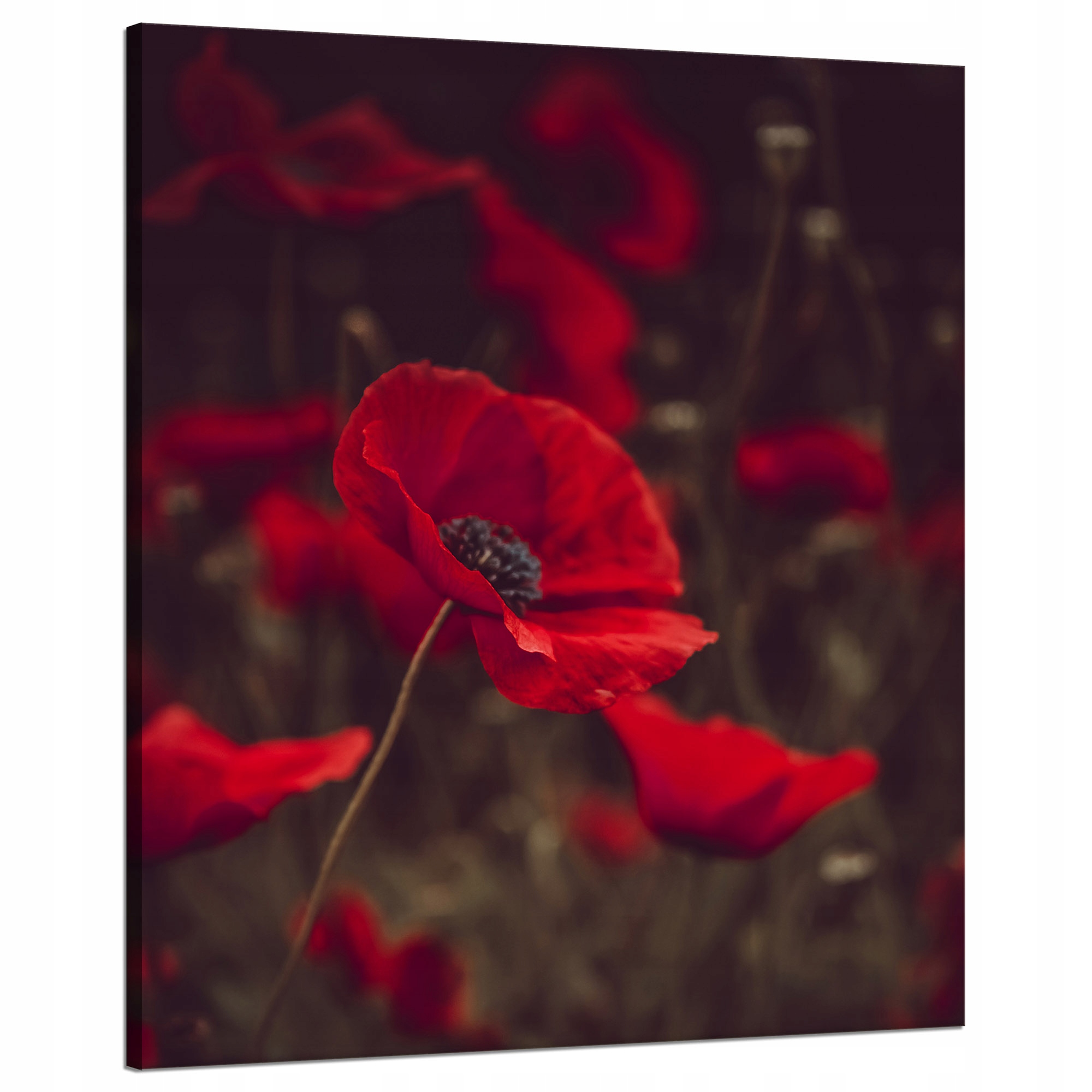 Obraz Canvas Botanika Červené máky Polní 80x100