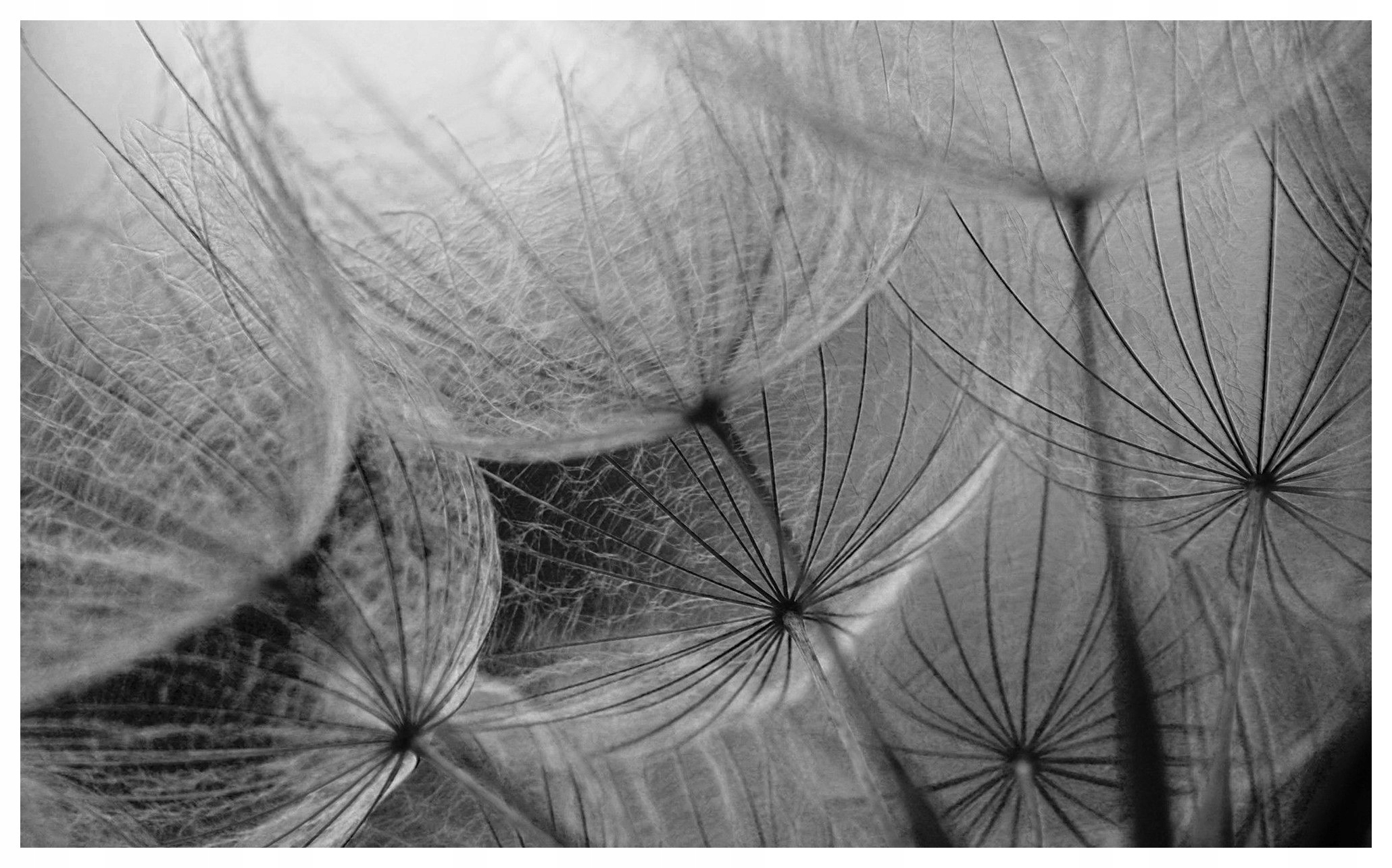 Fototapeta Černobílý pampeliška příroda vinylová 254x184 lepidlo