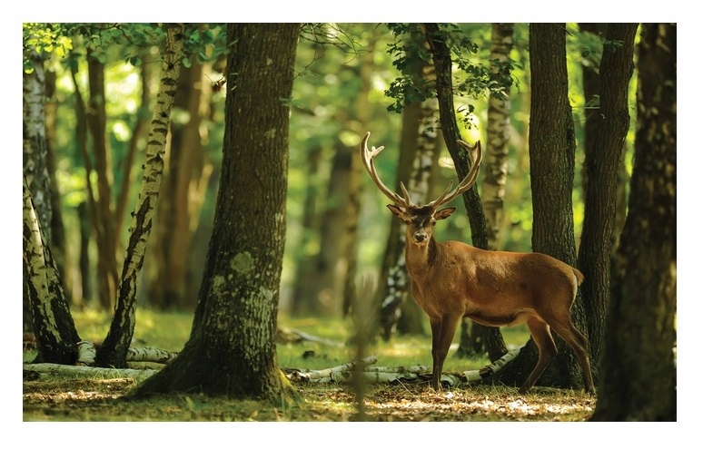 Fototapeta Jelen V Lese Stromy Příroda Zvířata Pohled Tapeta 312x219