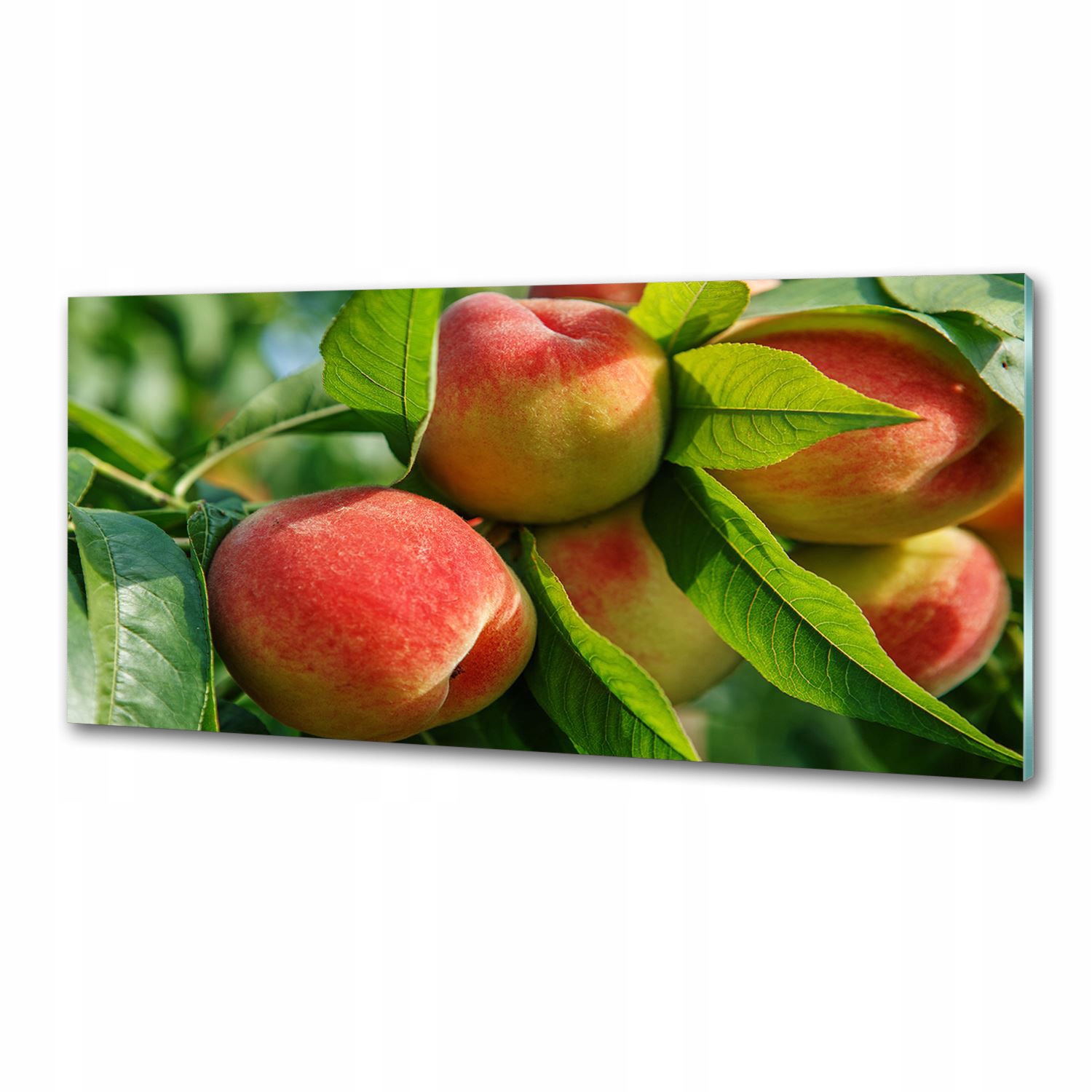 Panel dekor sklo Broskyne 125x50 cm Lepidlo