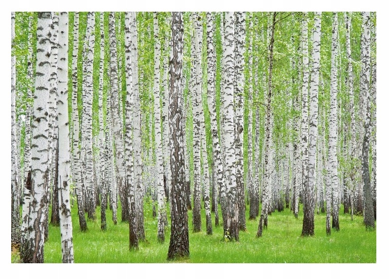 Fototapeta Břízový Les Stromy Příroda 3D 312x219