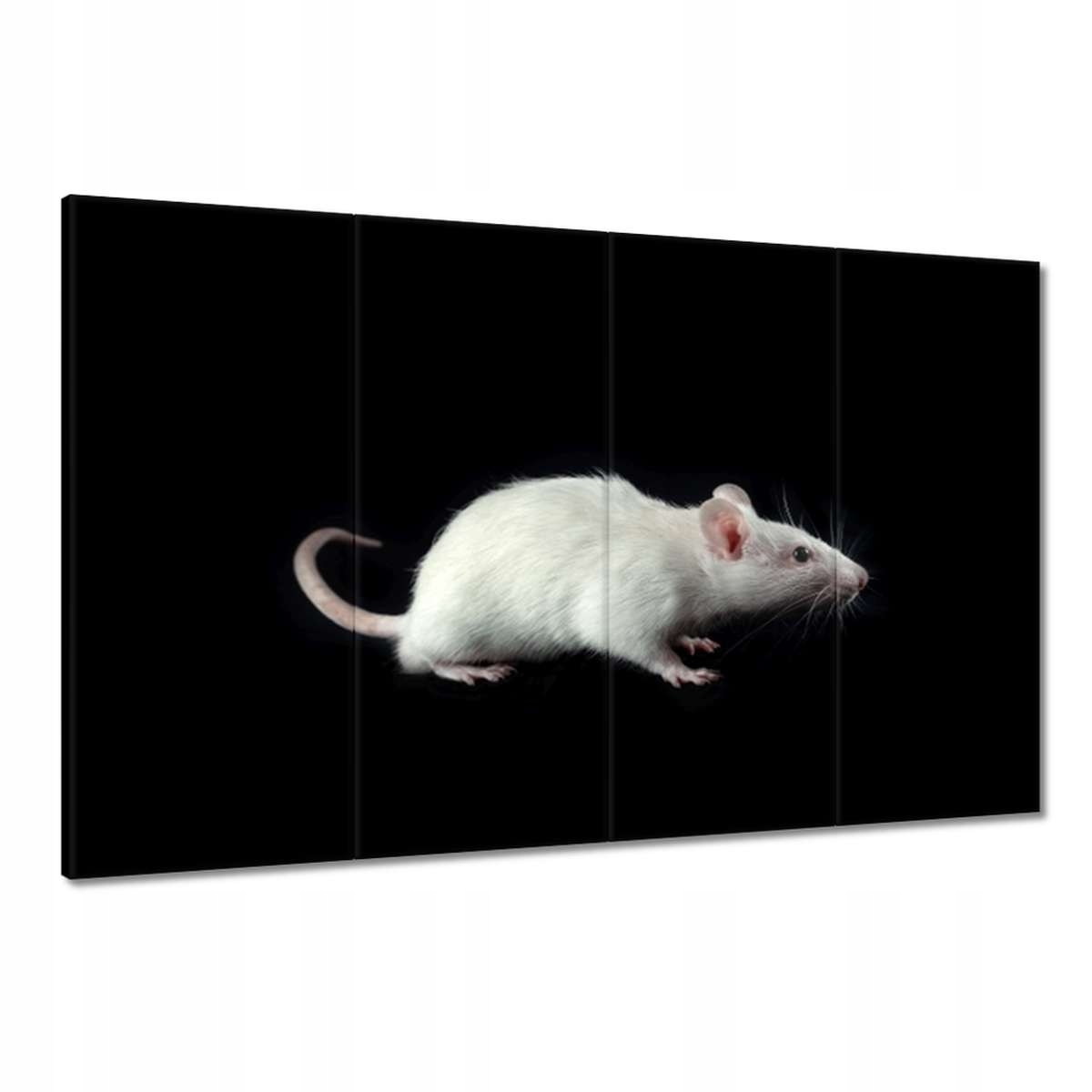 Obrazy 120x80 Bílá malá myška myši